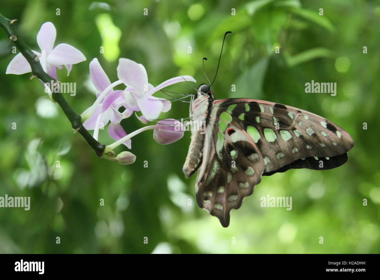 Beau papillon sur fleur en herbe Banque D'Images