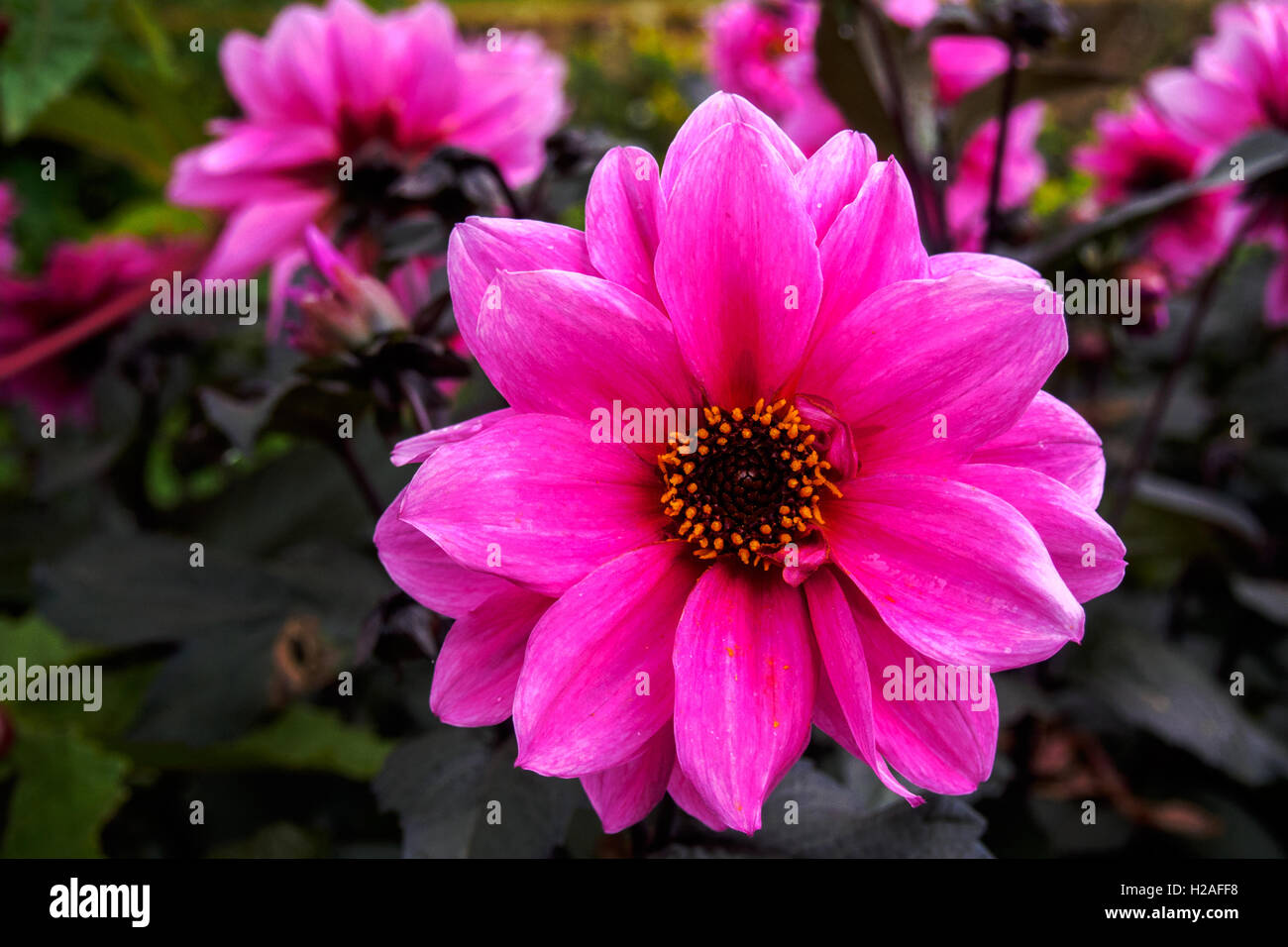 Dahlia nénuphar que l'on croit être la variété dahlia Carmen Bunky Banque D'Images