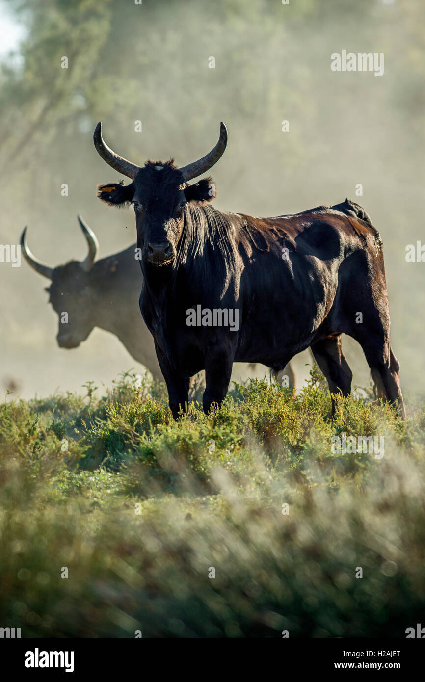 Les taureaux en Camargue, France Photo Stock Alamy