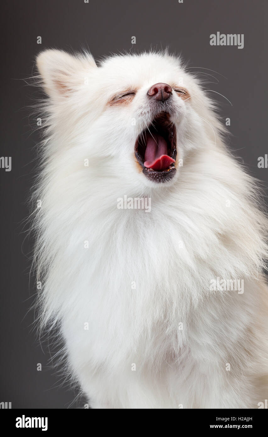 Poméranie bâillement Banque D'Images