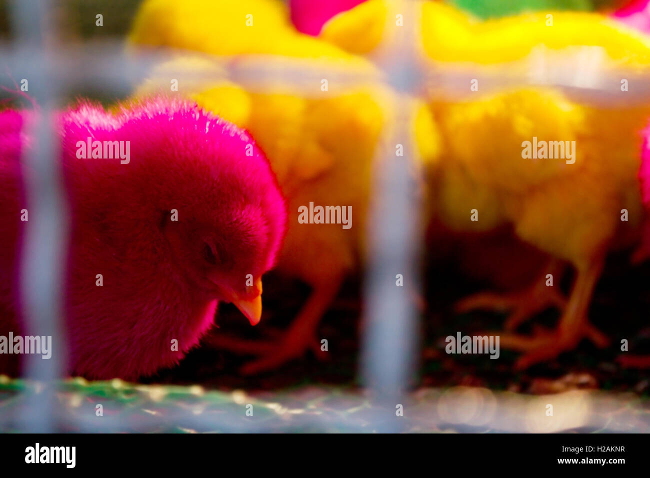 Les poussins dans la cage Banque D'Images