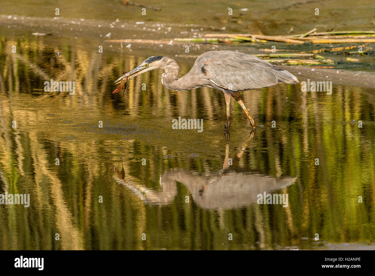 Le grand héron (Ardea herodias), est le plus grand héron au Amérique du Nord. Ici il a capturé une langouste en eau peu profonde. Banque D'Images