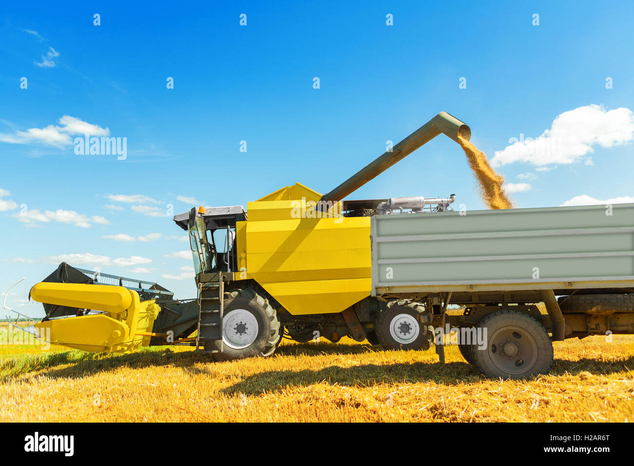 Une moissonneuse-batteuse au travail. verser les céréales Banque D'Images