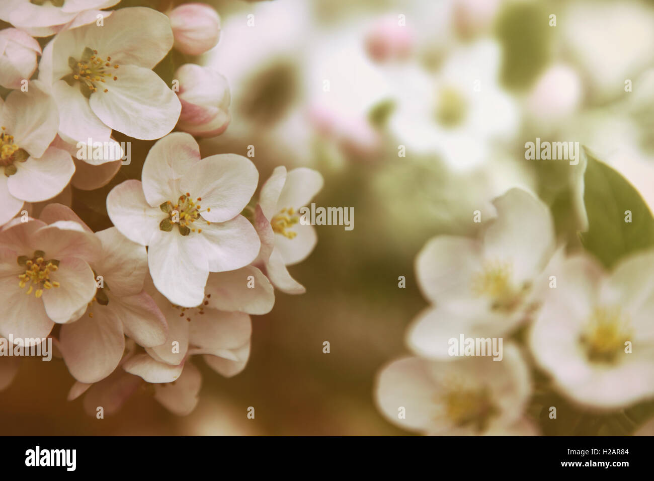 Libre d'Apple Blossom flowers vintage avec des filtres de couleur Banque D'Images