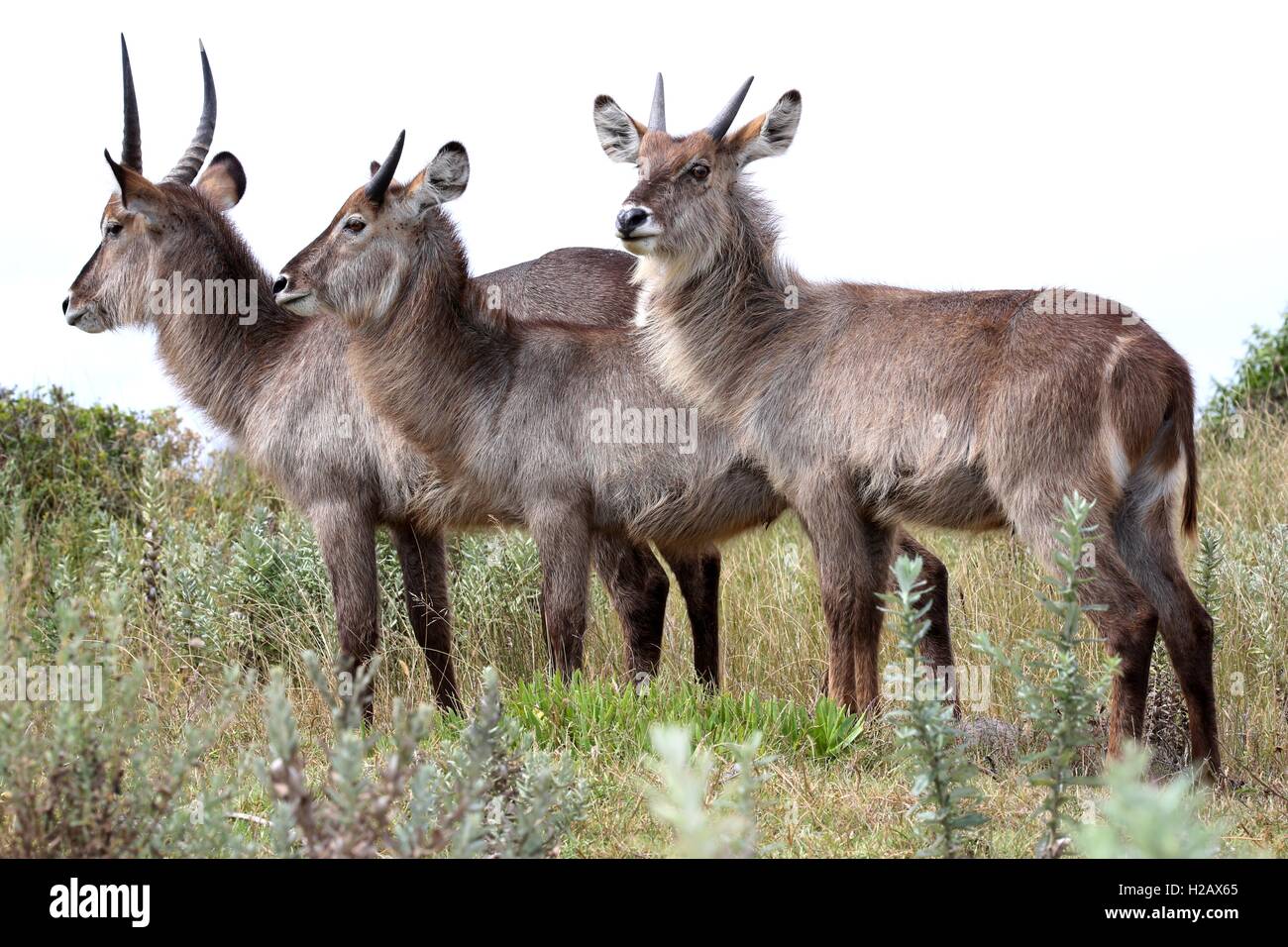 Cobe Trio Antelope Banque D'Images