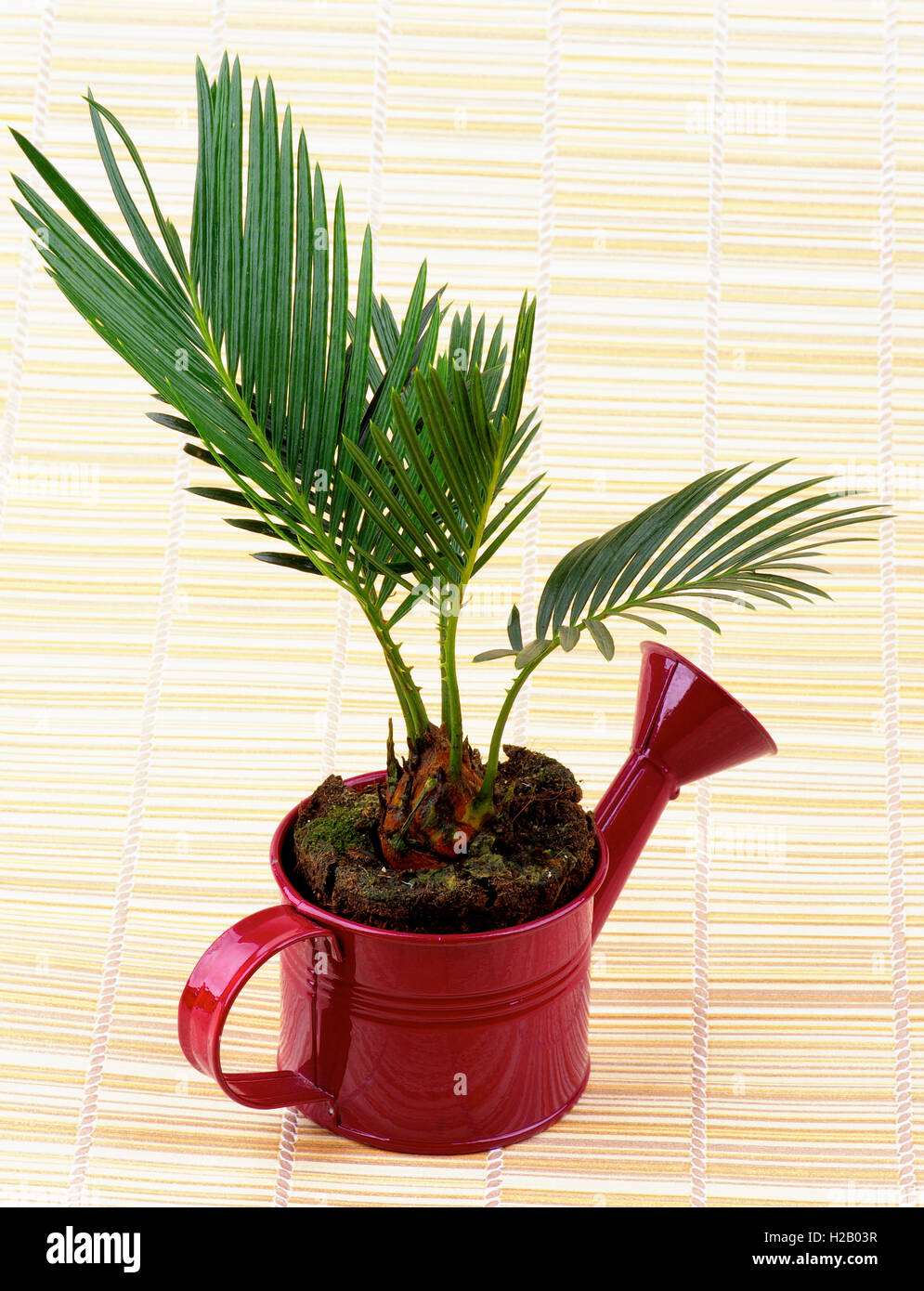 Chrysalidocarpus Areca Palm peu Banque D'Images