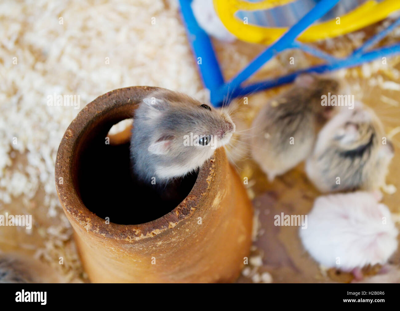 Rongeur D Amérique Du Sud Mots Fléchés Kangaroo rats Banque de photographies et d'images à haute résolution - Alamy