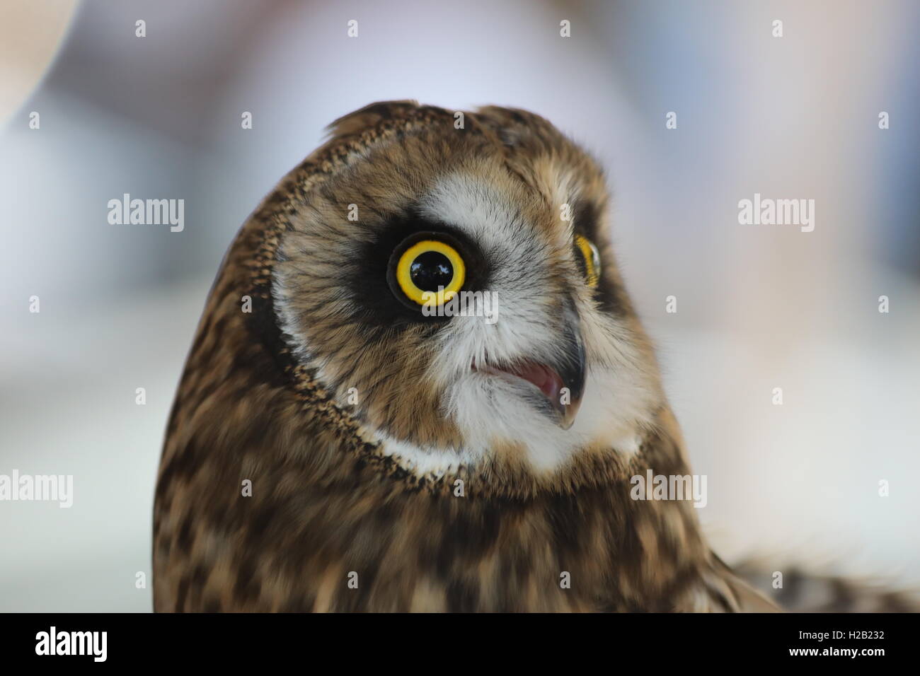 Hibou Banque D'Images