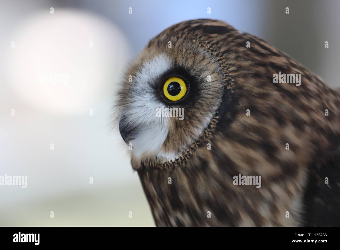 Hibou Banque D'Images