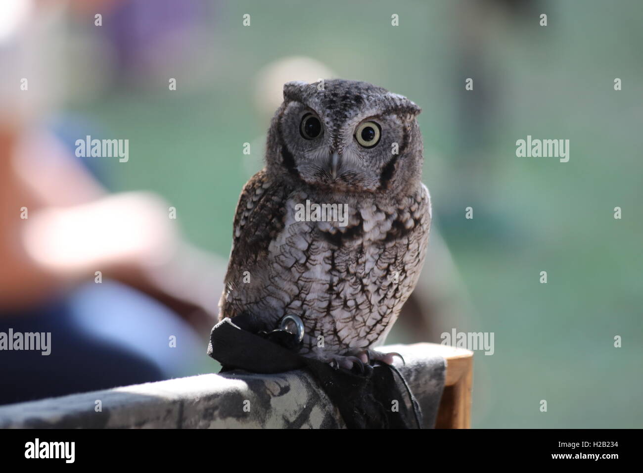 Hibou Banque D'Images