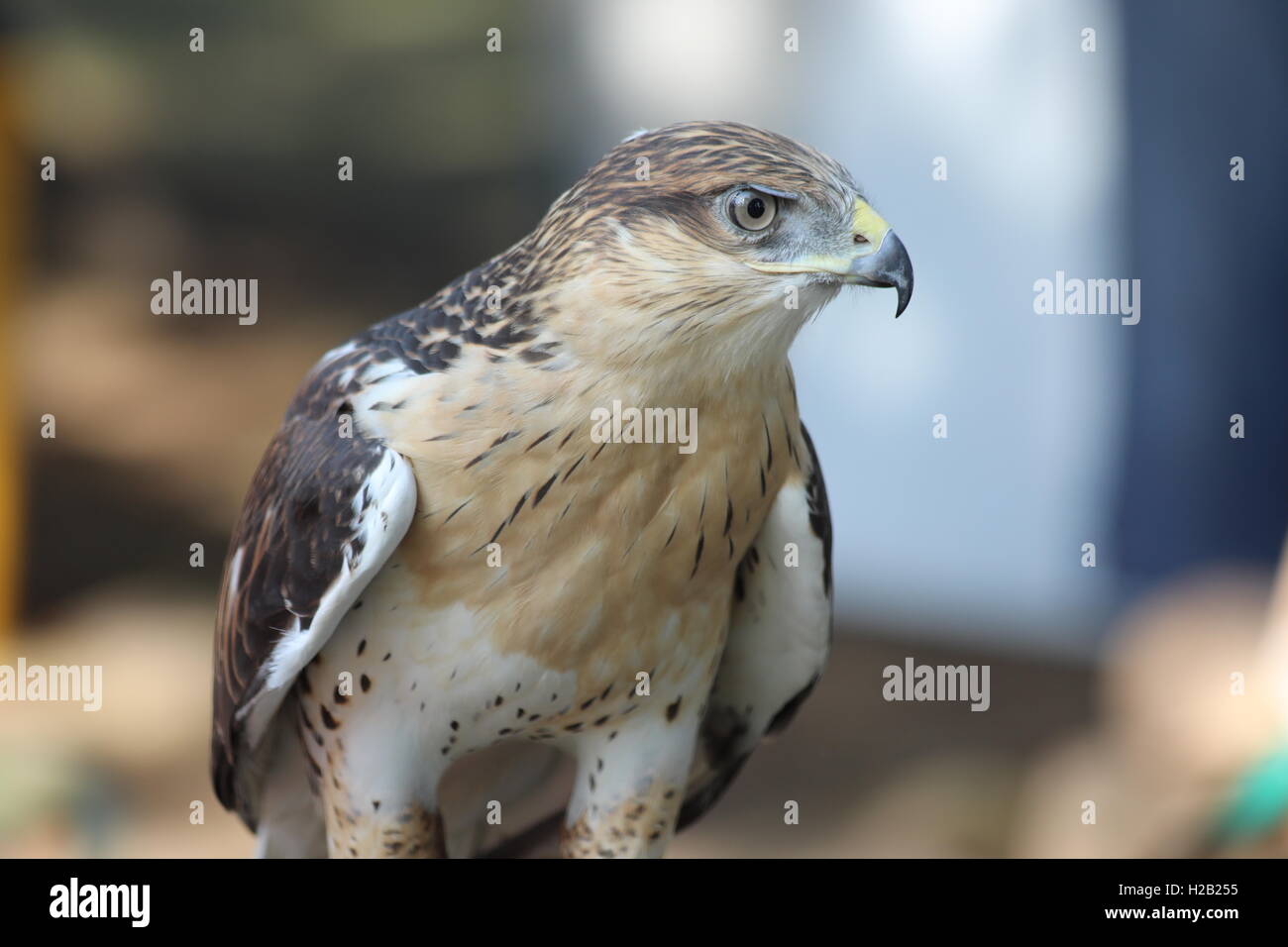Hawk Red Tail Banque D'Images