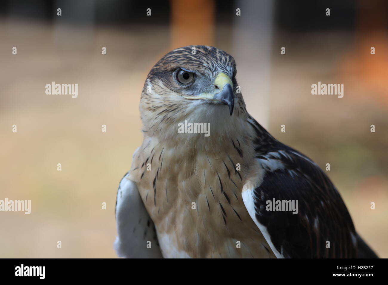 Hawk Red Tail Banque D'Images