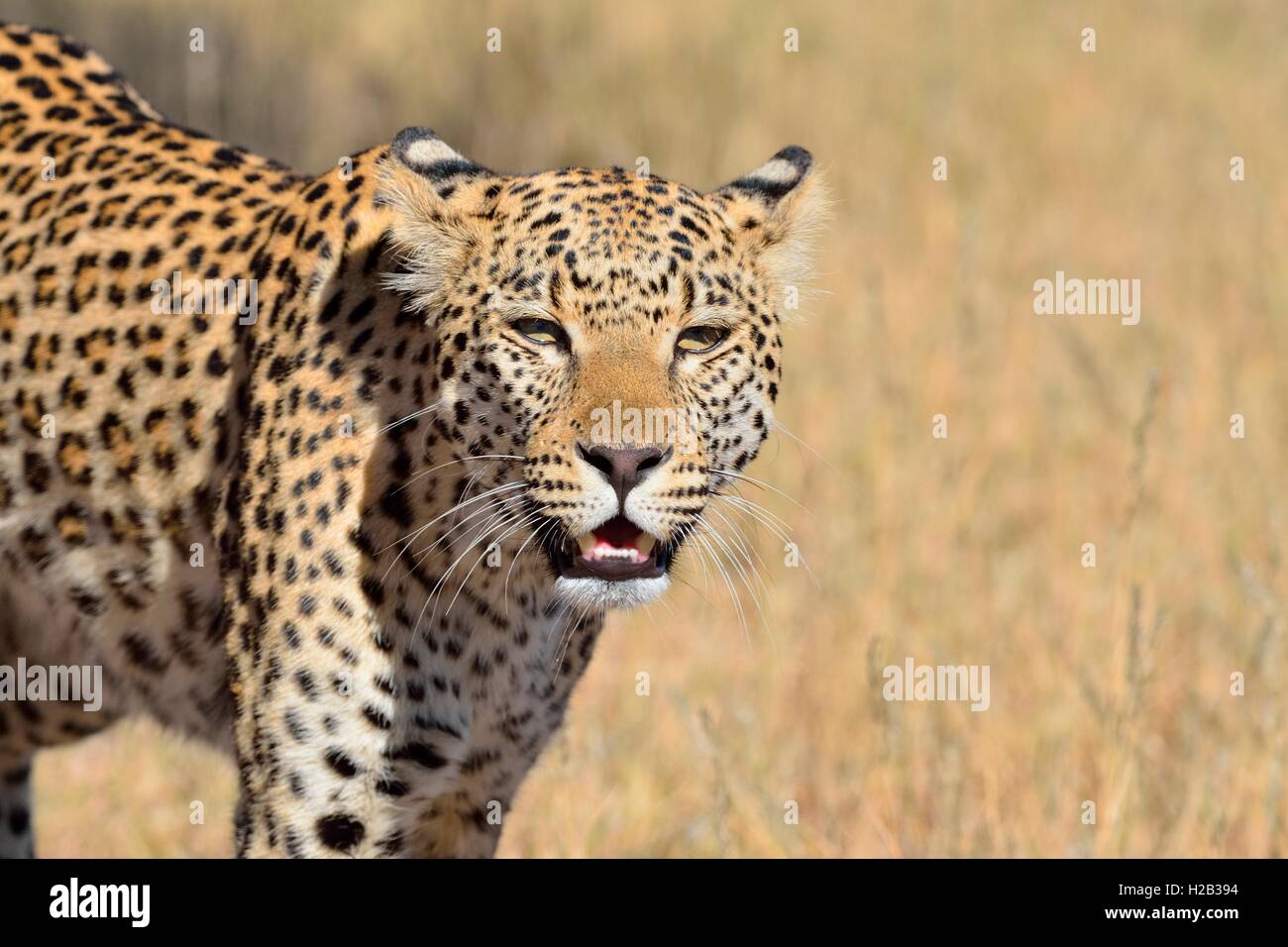 Leopard (Panthera pardus), randonnée pédestre, Kgalagadi Transfrontier Park, Northern Cape, Afrique du Sud, l'Afrique Banque D'Images
