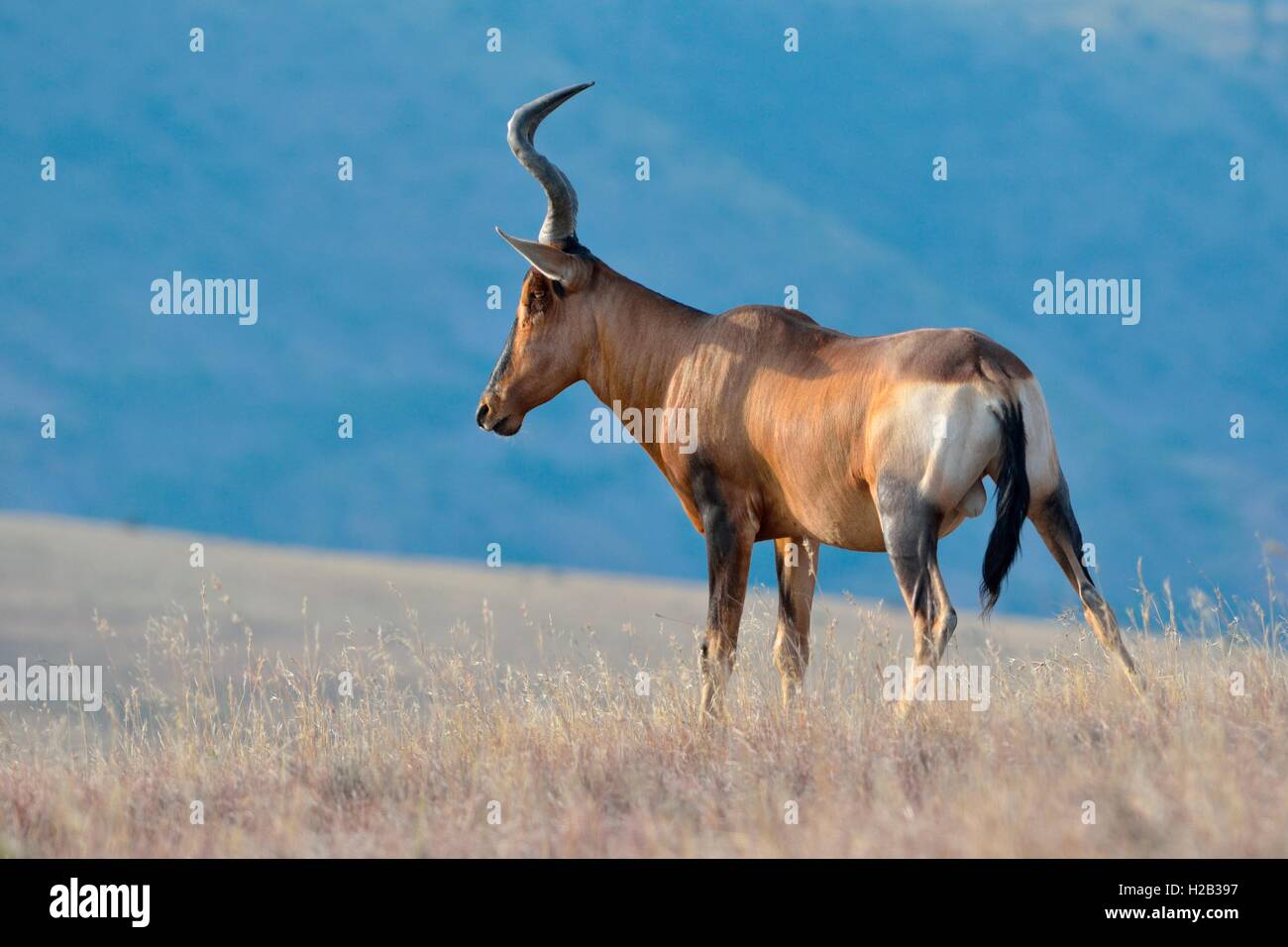 Bubale Alcelaphus buselaphus (rouge), mâle adulte, dans l'herbe sèche, Mountain Zebra National Park, Eastern Cape, Afrique du Sud Banque D'Images