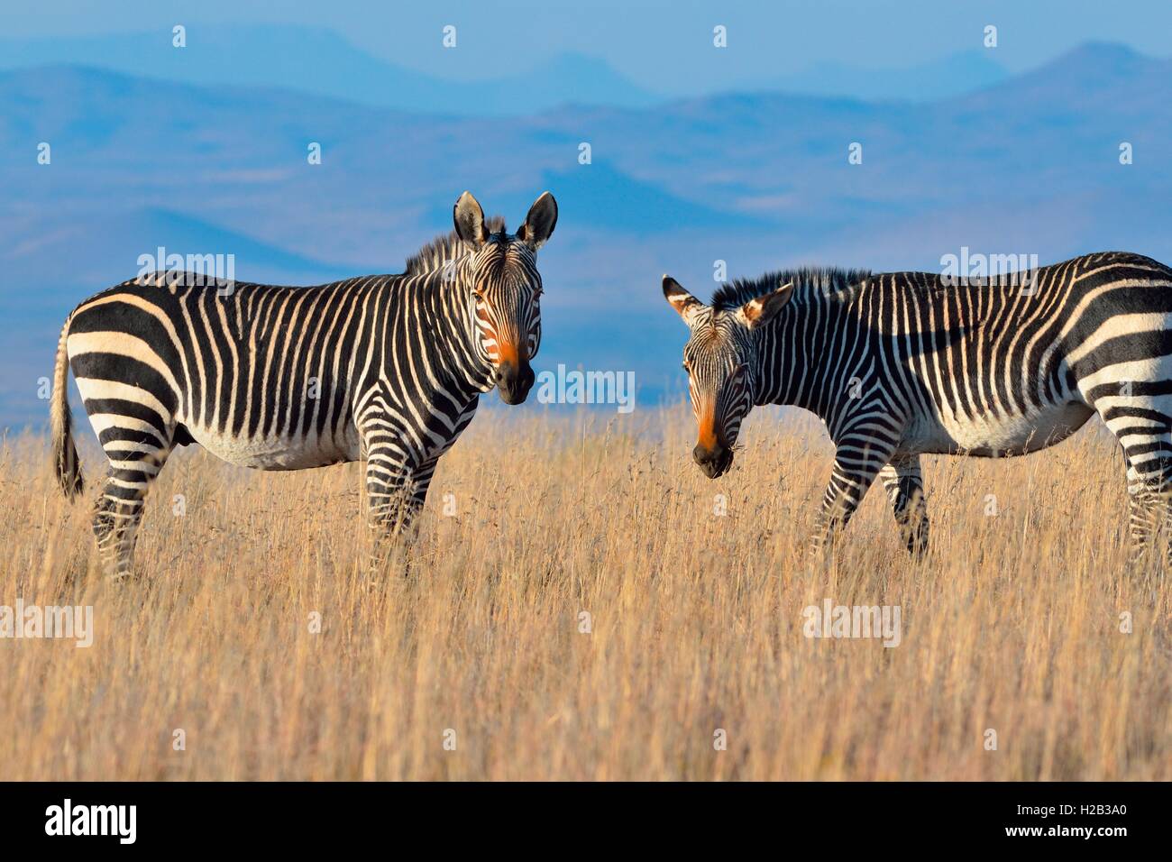 Des zèbres de montagne du cap (Equus zebra zebra), debout dans l'herbe sèche, Mountain Zebra National Park, Eastern Cape, Afrique du Sud Banque D'Images