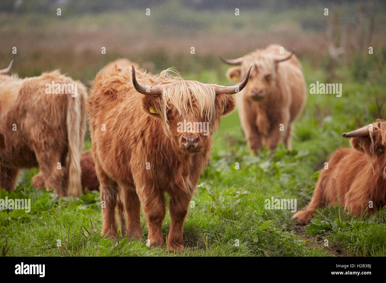 Au Highland cattle Alverstone sur l'île de Wight Banque D'Images
