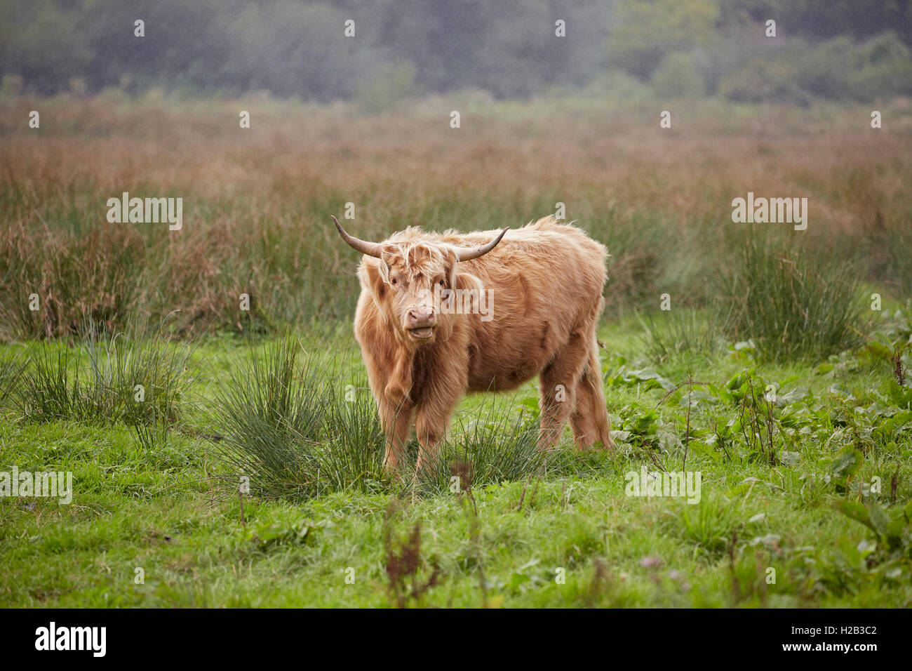 Au Highland cattle Alverstone sur l'île de Wight Banque D'Images