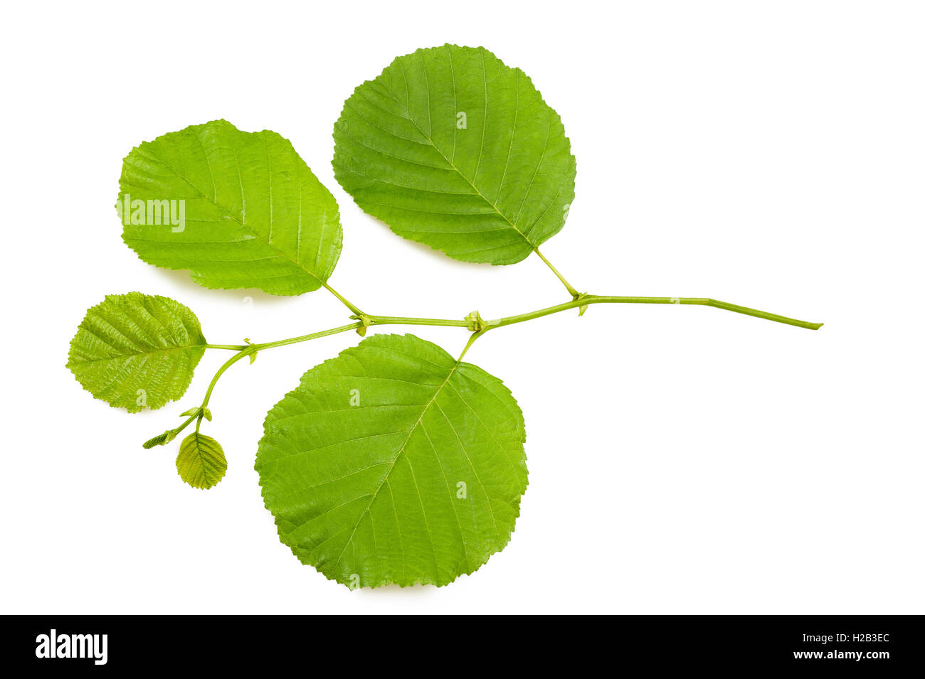 Hazel branch isolated on white Banque D'Images