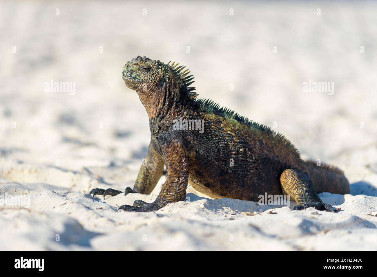 Iguane marin des Galápagos (Amblyrhynchus cristatus) assis dans le sable sur la plage, le soleil, l'hôtel Tortuga Bay, île de Santa Cruz Banque D'Images