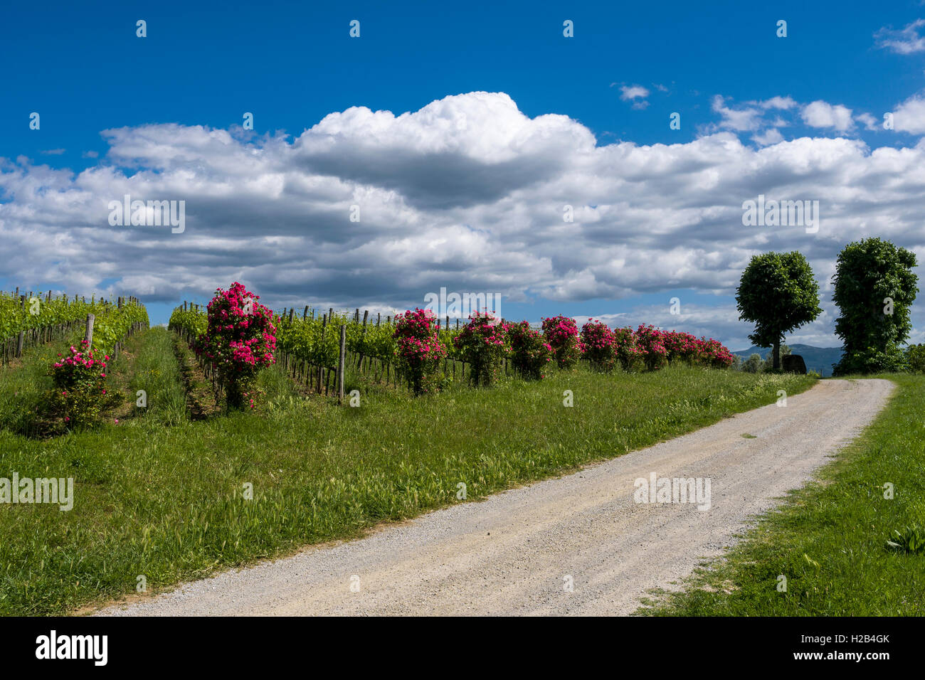 Route de gravier, arbres, vignes, fleurs rose rouge et bleu, ciel nuageux, Val d'Orcia, Toscane, Italie Banque D'Images