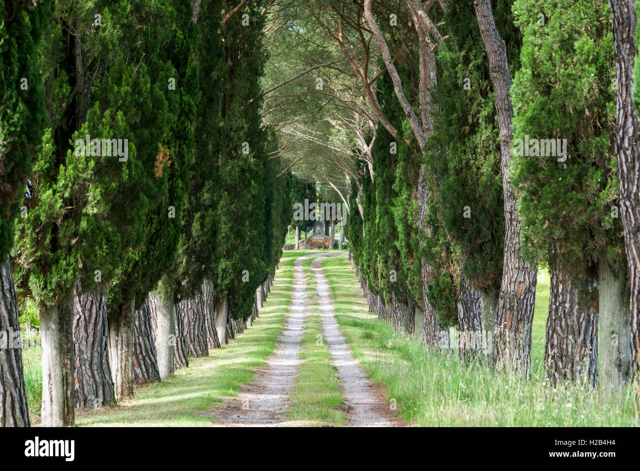 Ruelle avec des pins verts et des cyprès, San Quirico d'Orcia, Toscane, Italie Banque D'Images