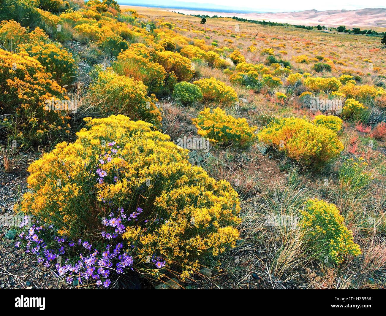 La fin de saison, les fleurs sauvages fleurissent dans les prairies au Great Sand Dunes National Park dans Dunefield, Colorado. Banque D'Images