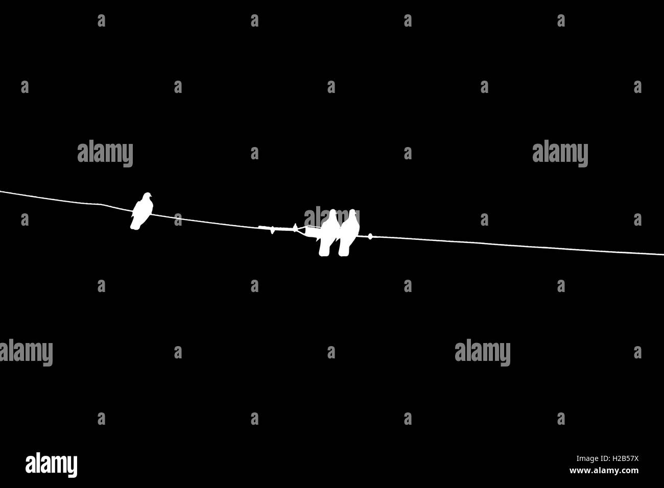 Dove, blanc, calme, isolé, vector, l'arrière-plan, colombes, volant, noir, Banque D'Images