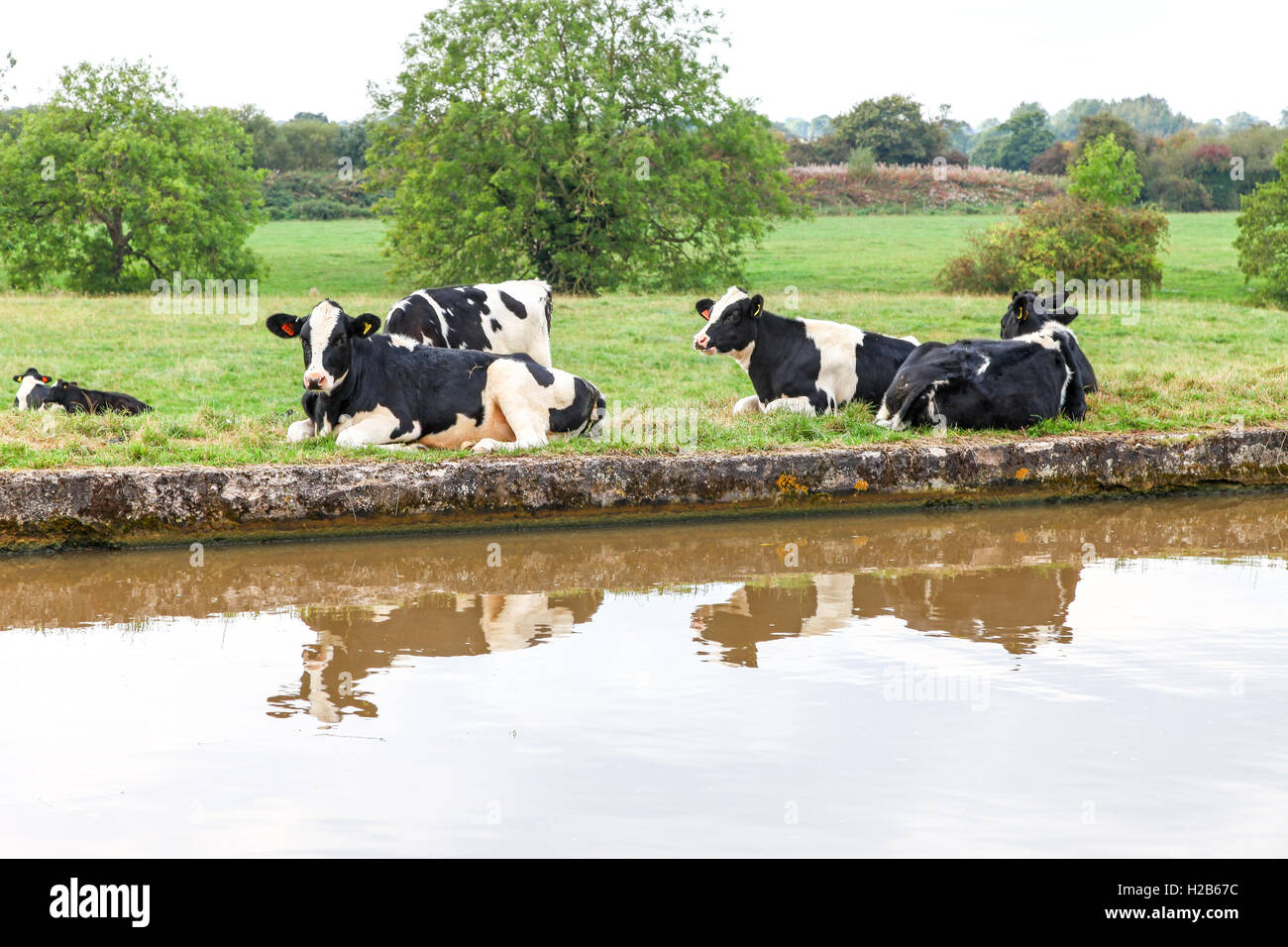 Vaches frisonnes se trouvant à côté du canal de l'Union du Shropshire dans la campagne du Cheshire Angleterre Royaume-Uni Banque D'Images