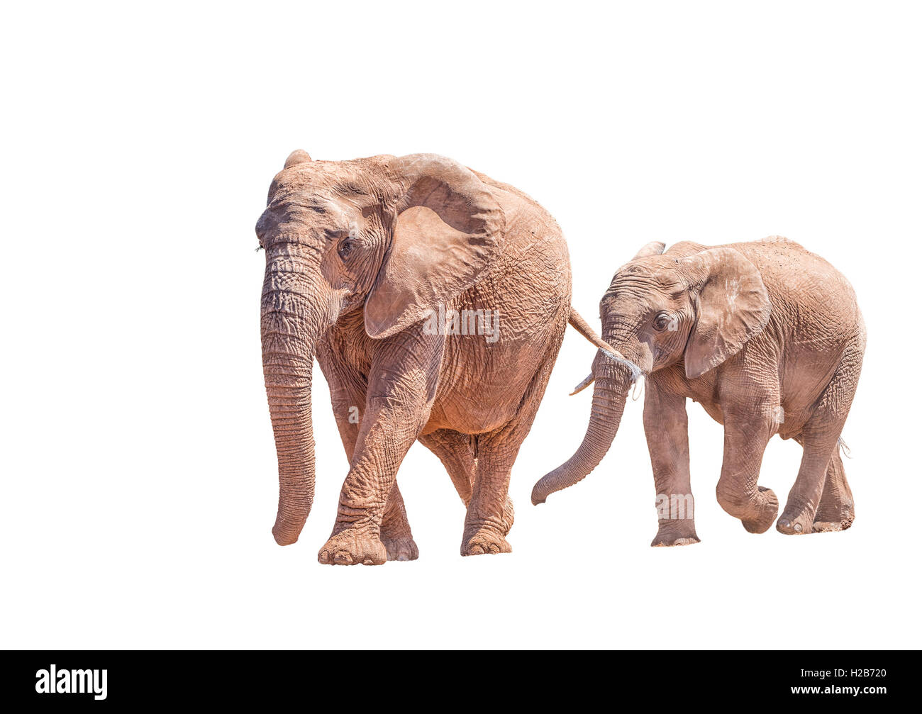 Un éléphant d'Afrique mère et grand veau, isolé en blanc, Loxodonta africana, randonnée pédestre Banque D'Images