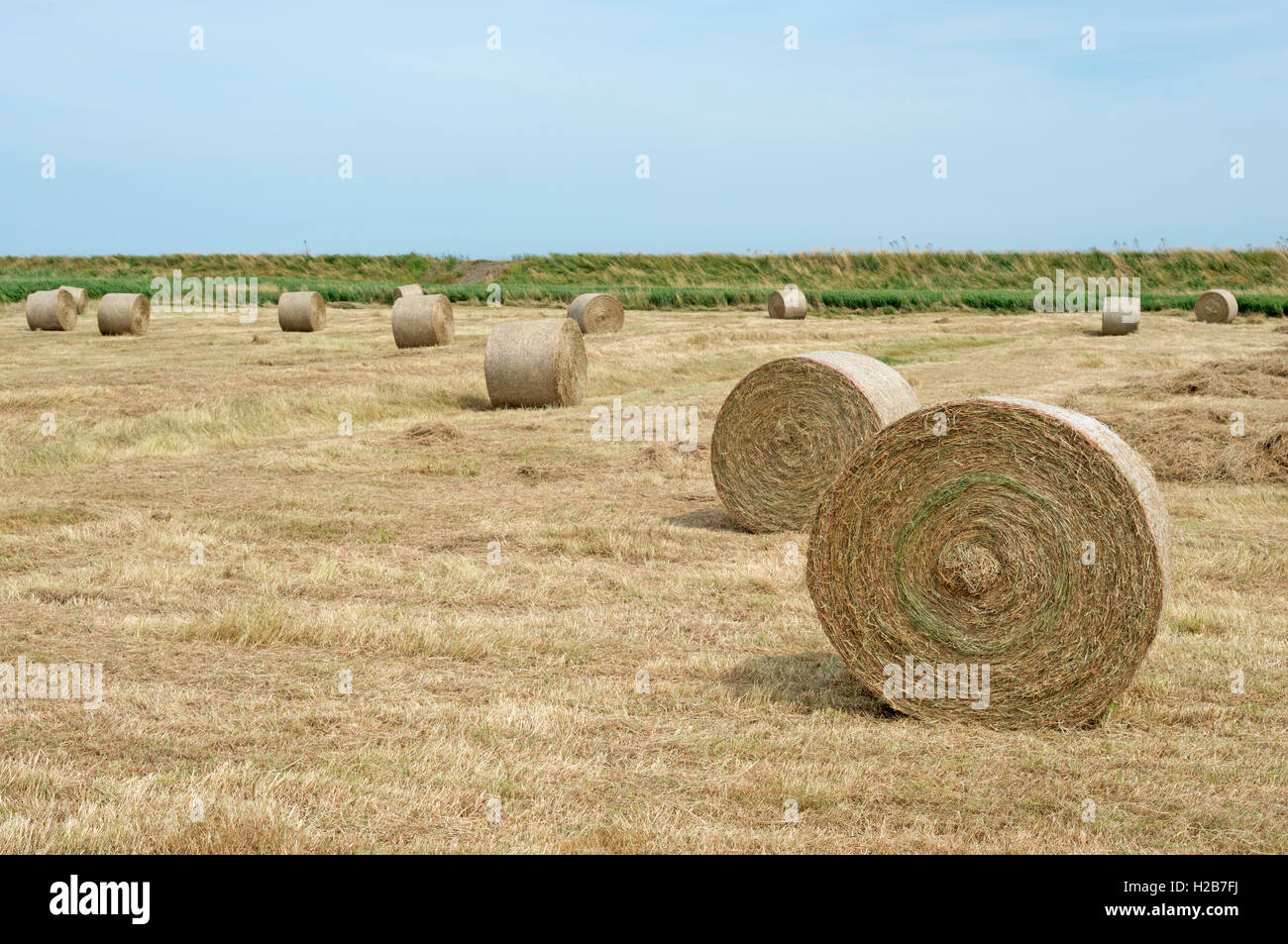 Balles de foin rondes, Rue du bardeau, Suffolk, UK. Banque D'Images