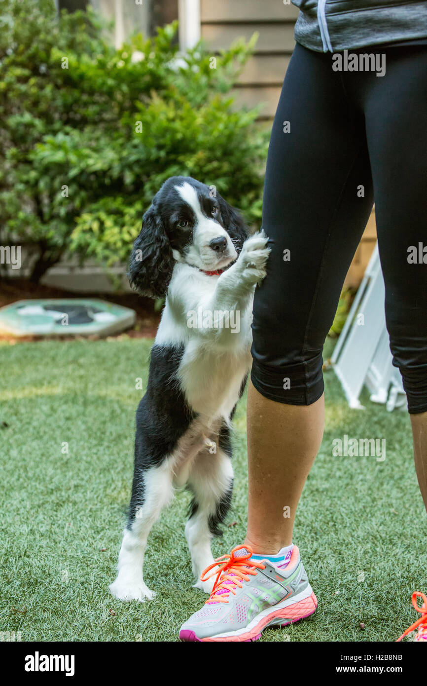 Deux mois Springer Spaniel puppy, tre, la mendicité pour un festin de son propriétaire, en Issaquah, Washington, USA Banque D'Images