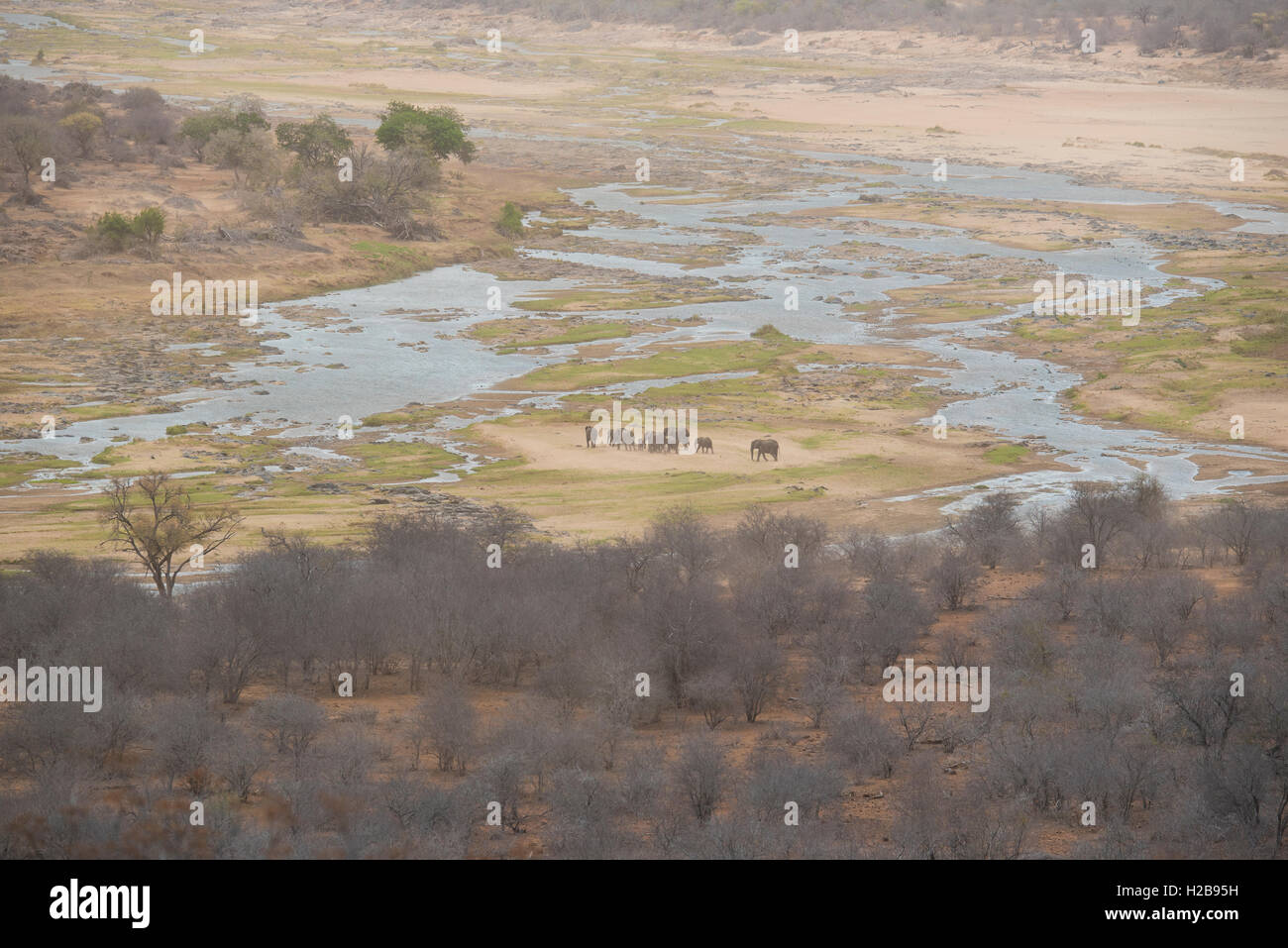 Un troupeau d'éléphants dans le milieu de l'Olifants River Banque D'Images
