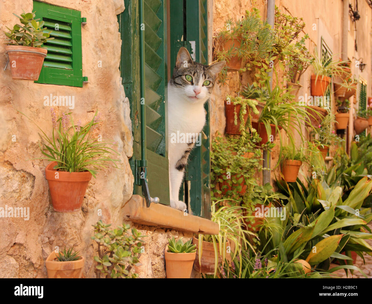 Chat domestique, tabby noir blanc, à mettre d'une fenêtre avec des volets verts, de nombreux pots de fleurs au mur, Valldemossa, Banque D'Images