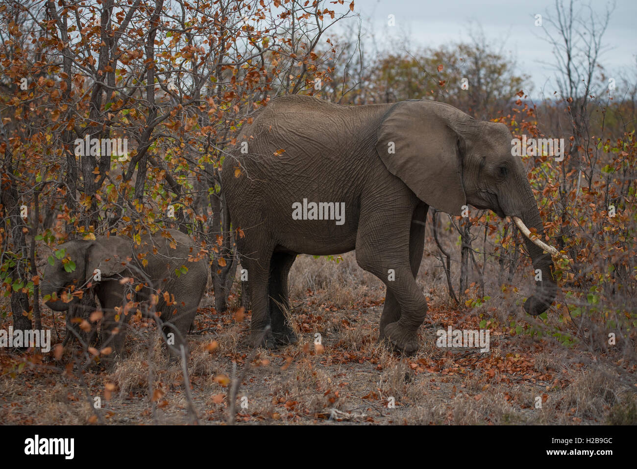 Elephant vache avec son veau dans un bois Mopani Banque D'Images
