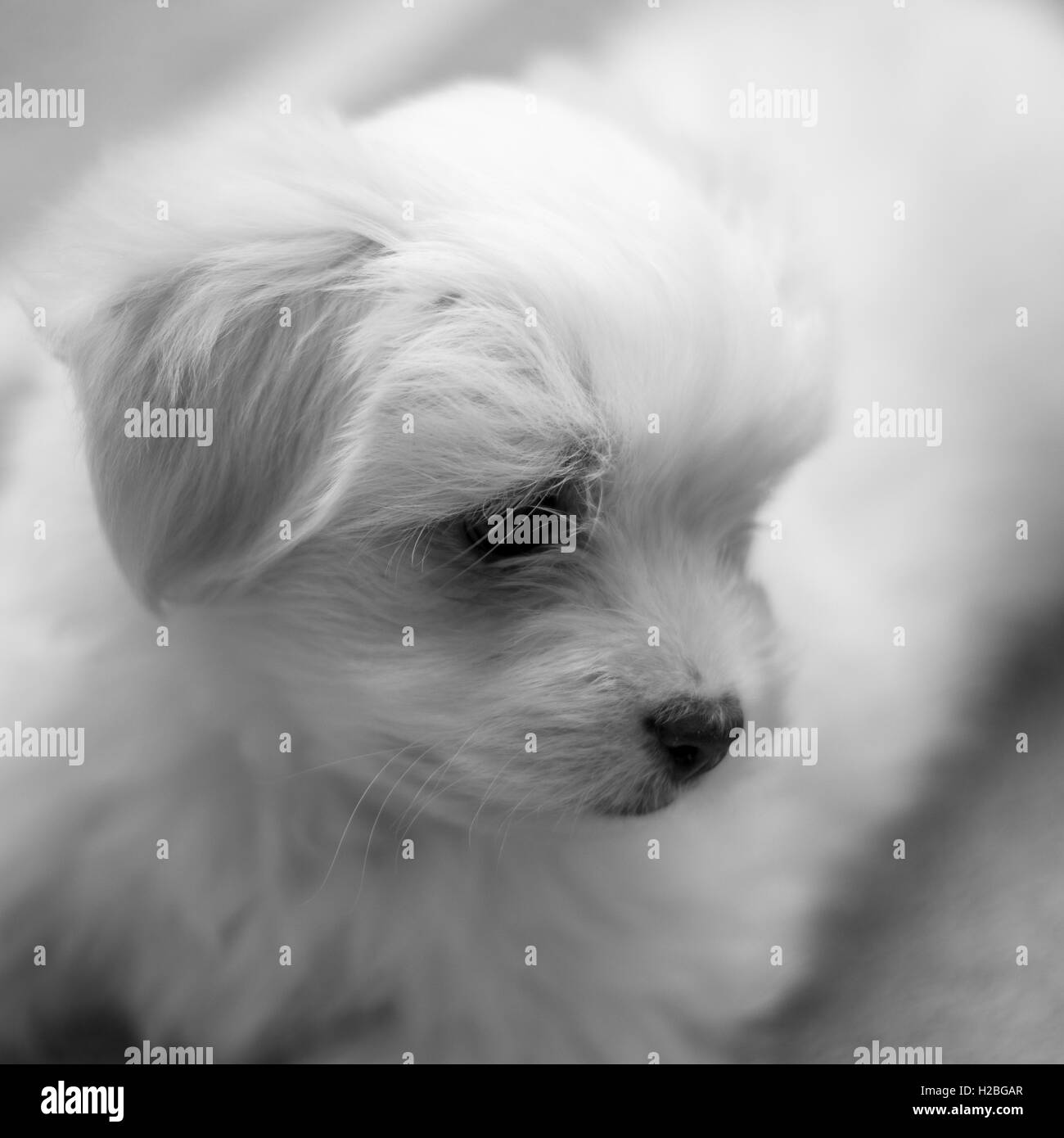 8 semaine de détente chiot Maltais Banque D'Images