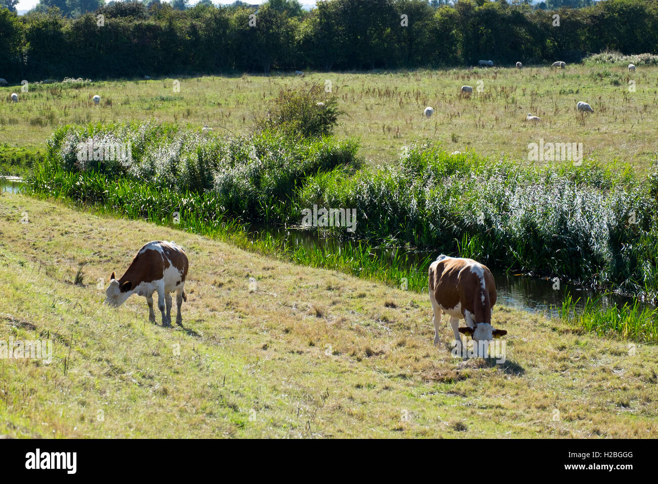 Vaches qui paissent près de reen Drainage, Gwent, près de Newport, Pays de Galles, Royaume-Uni Banque D'Images