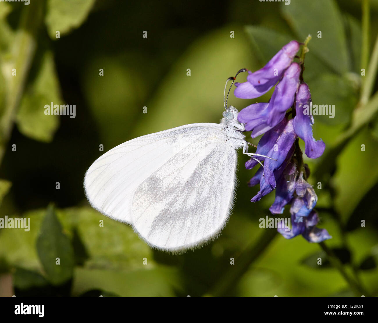 Bois de nectar blanc sur vesce jargeau. Chiddingfold Forêt, Surrey, Angleterre. Banque D'Images