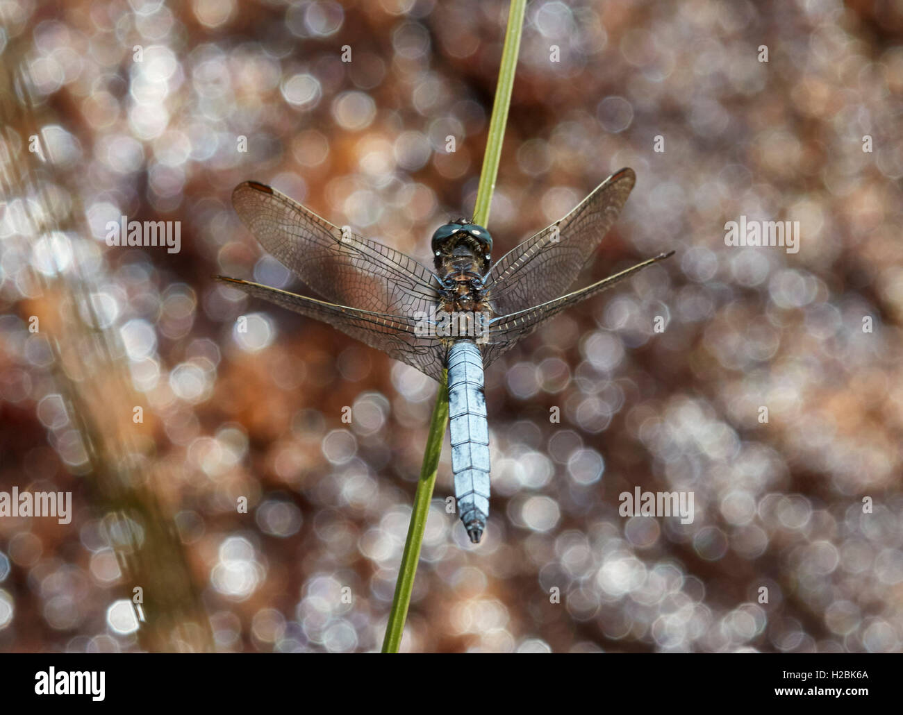 Skimmer carénées libellule perchée sur reed. Commune Thursley, Surrey, Angleterre. Banque D'Images