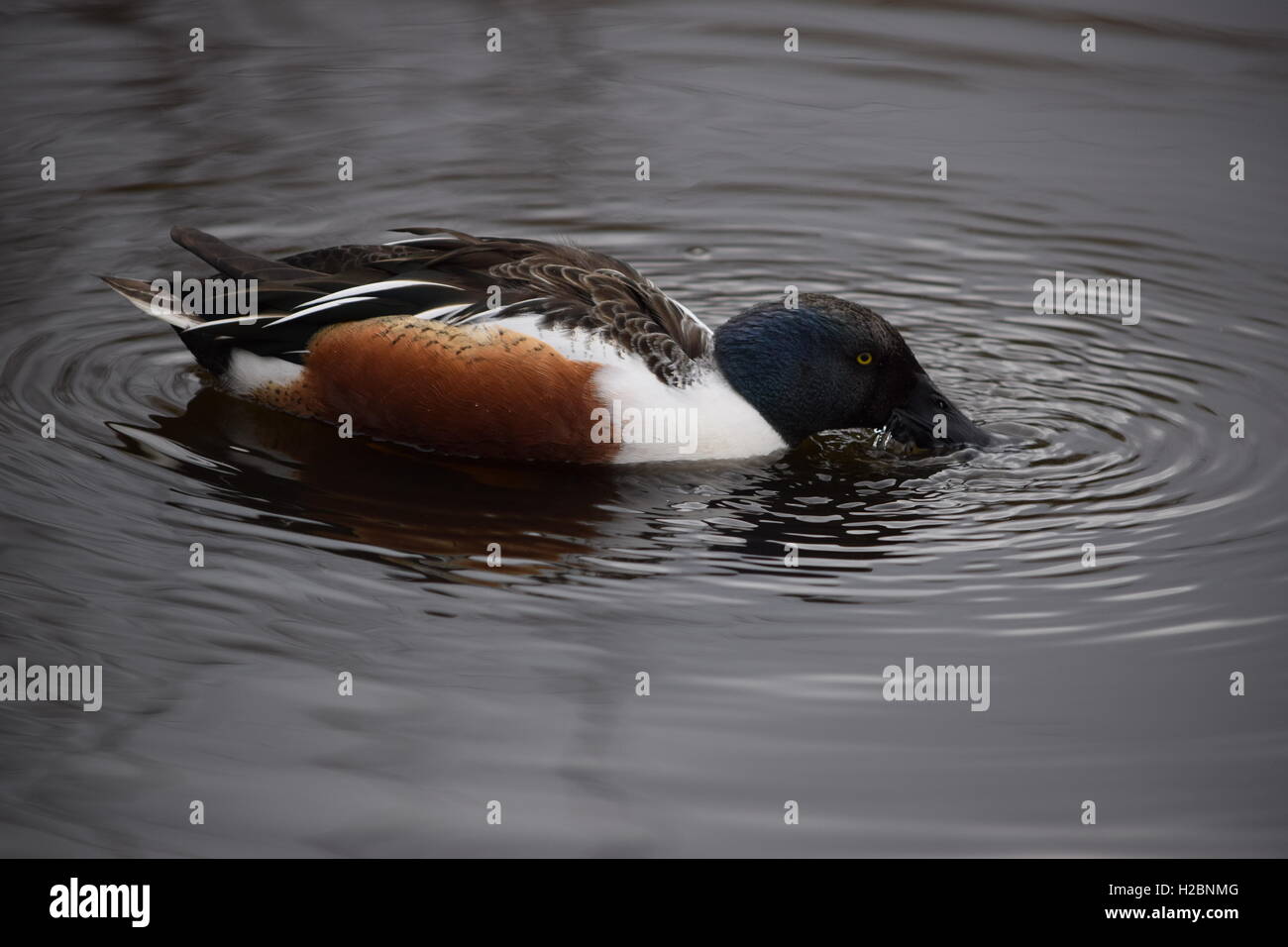 Le canard souchet duck feeding. Banque D'Images