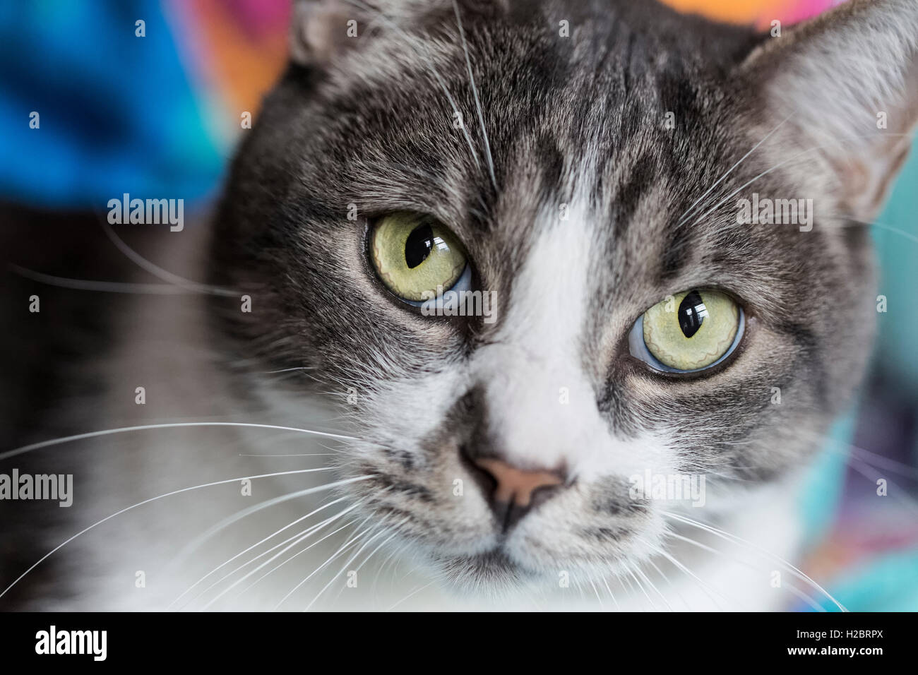 Chat de maison close, looking at camera Banque D'Images