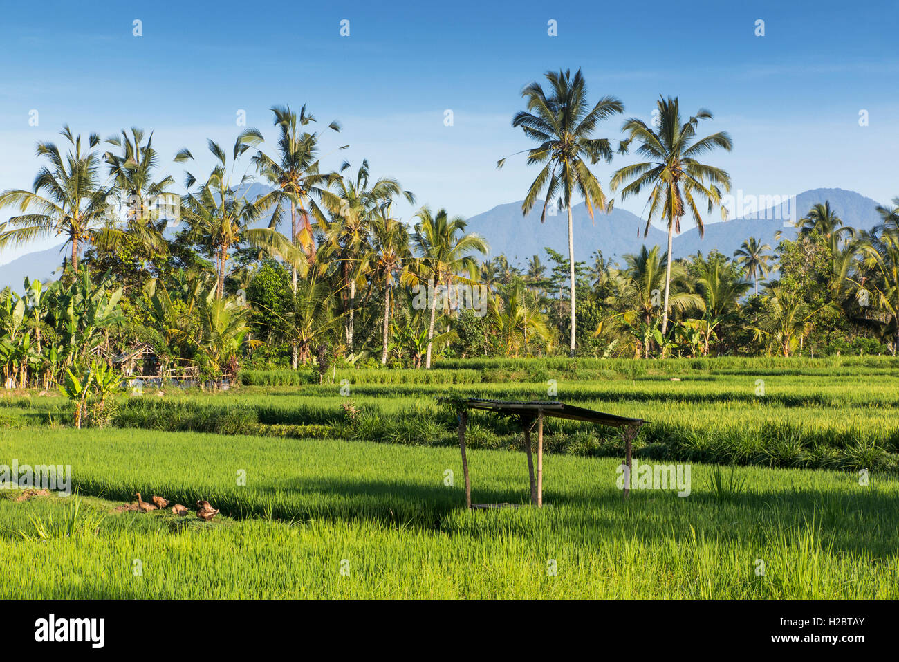 L'INDONÉSIE, Bali, Payangan, Susut, champs de riz avec les volcans de l'ouest à distance Banque D'Images