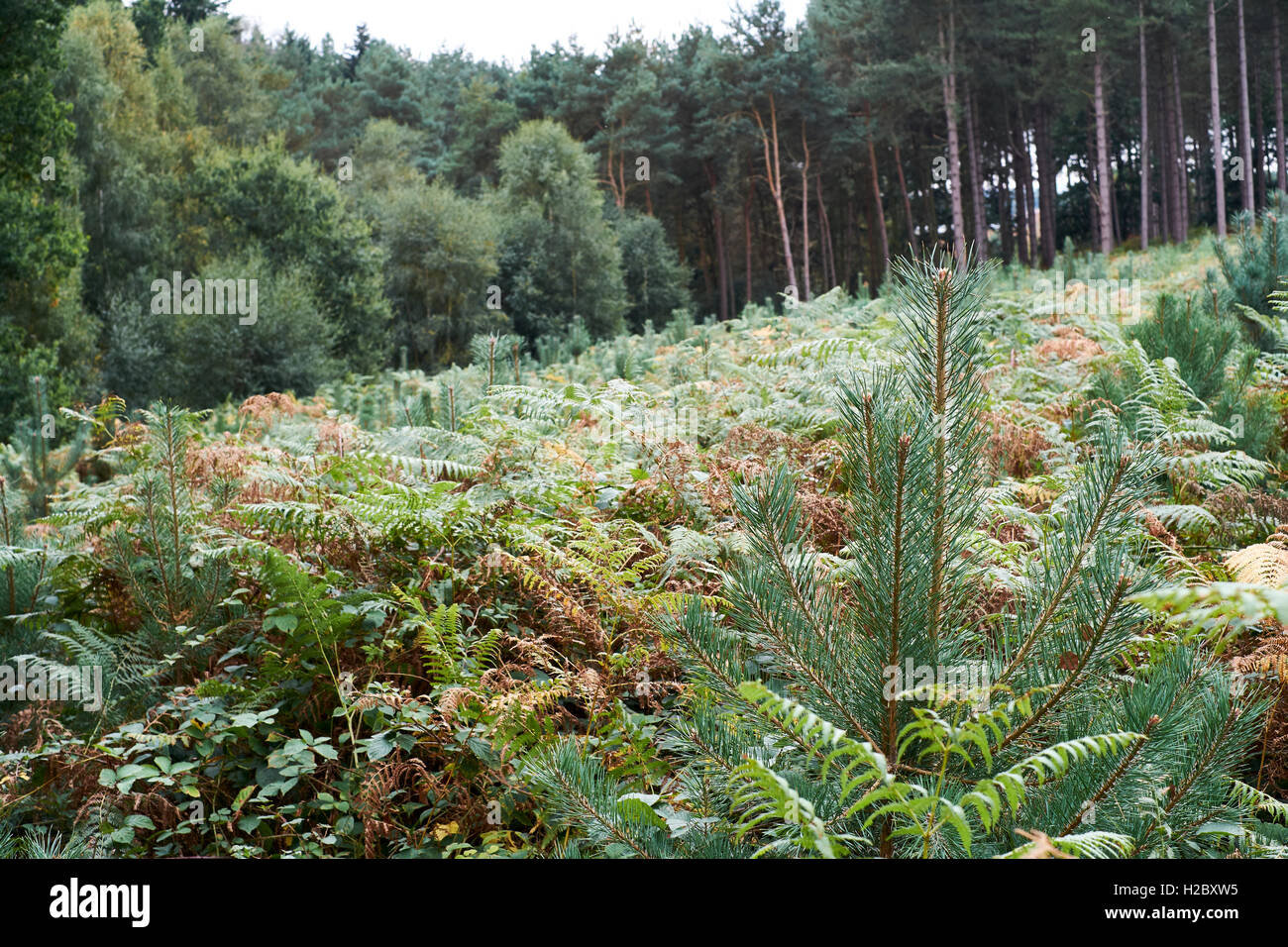 Le pin sylvestre (Pinus sylvestris) croissant dans une plantation forestière, au Royaume-Uni. Banque D'Images