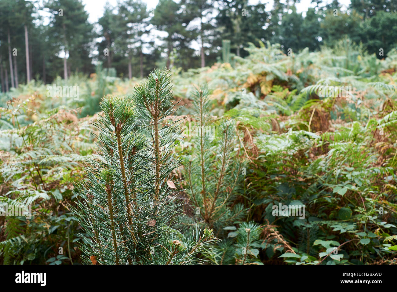 Le pin sylvestre (Pinus sylvestris) croissant dans une plantation forestière, au Royaume-Uni. Banque D'Images