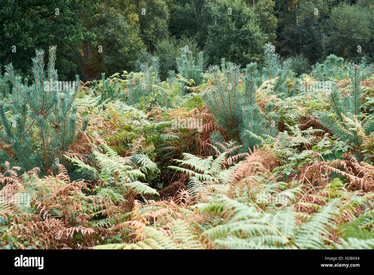 Le pin sylvestre (Pinus sylvestris) croissant dans une plantation forestière, au Royaume-Uni. Banque D'Images