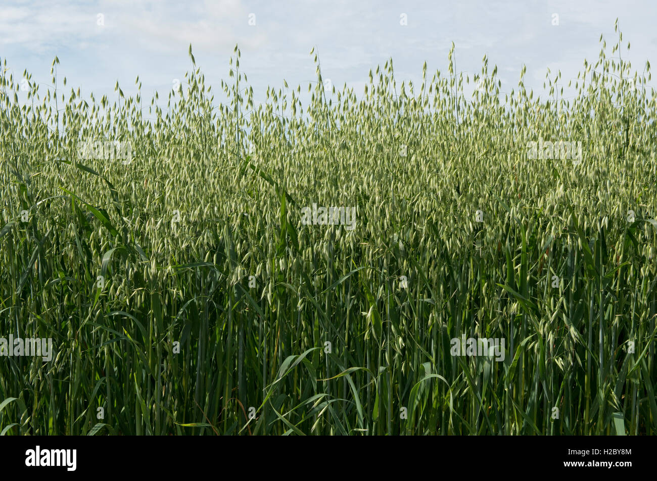 Une récolte de l'avoine en vert, l'oreille ne sont pas mûrs, Berkshire, Juillet Banque D'Images