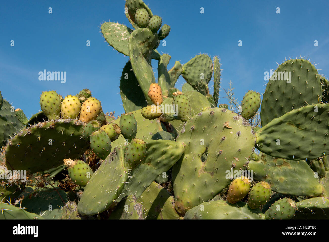 Le figuier de barbarie ou Barbary fig, Opuntia ficus-indica, avec des fruits à différents stades de maturation, de la Sardaigne, Septembre Banque D'Images