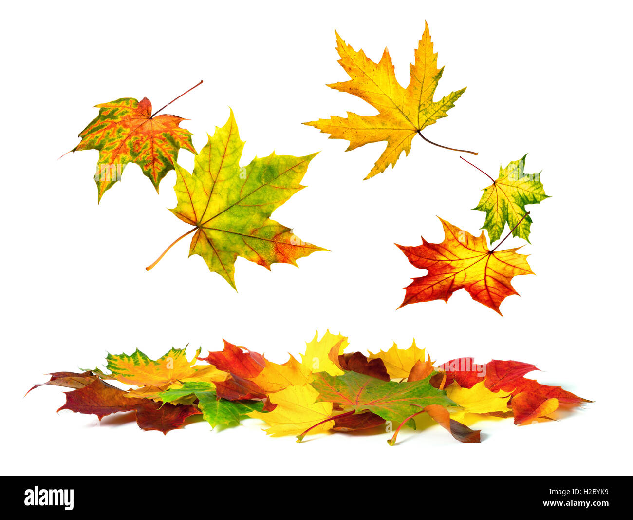 Multi-couleur isolé les feuilles d'automne tombant doucement, avec copie espace blanc Banque D'Images