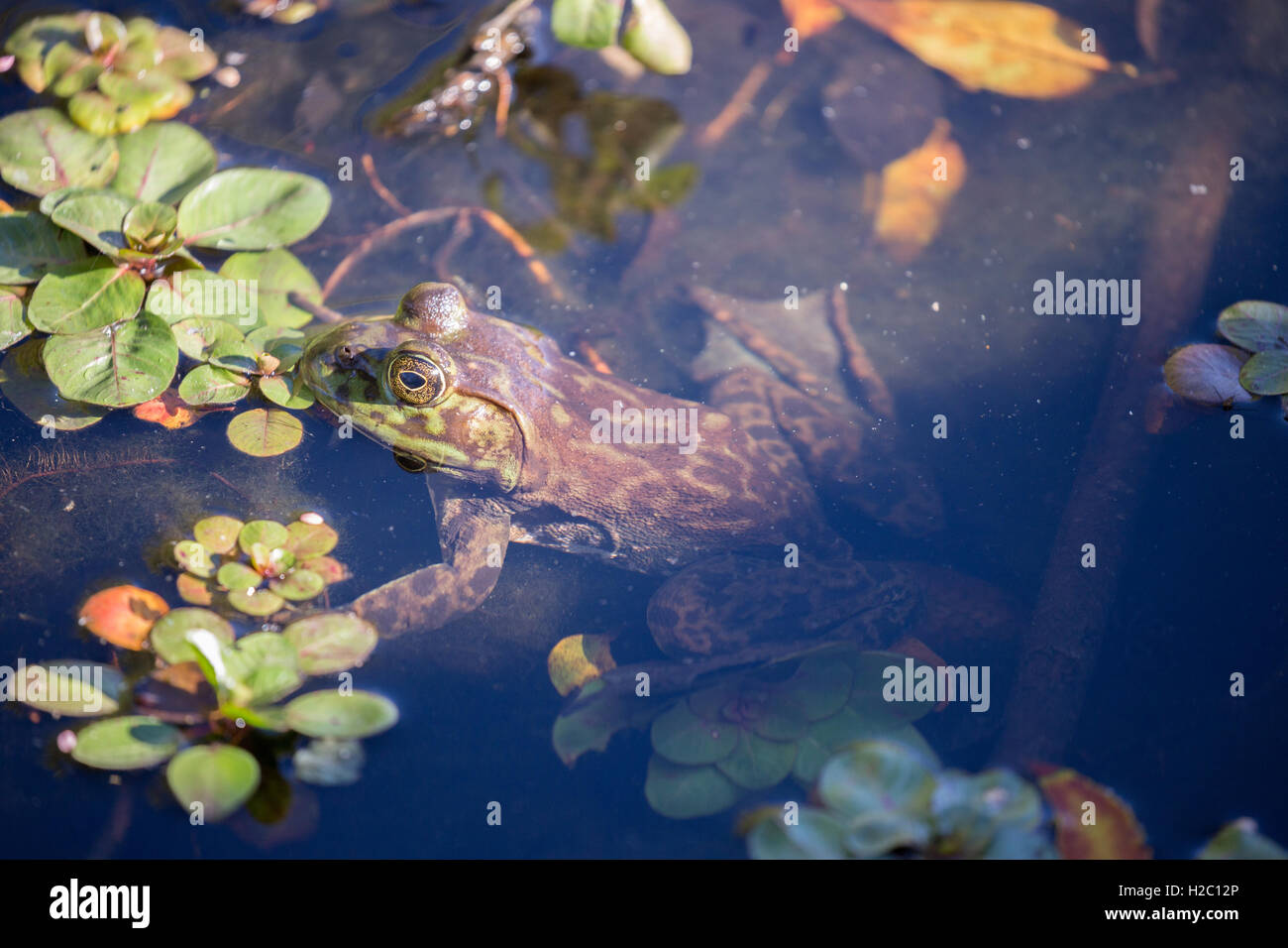 Lithobates catesbeianus grenouille taureau américain -, camouflée Banque D'Images