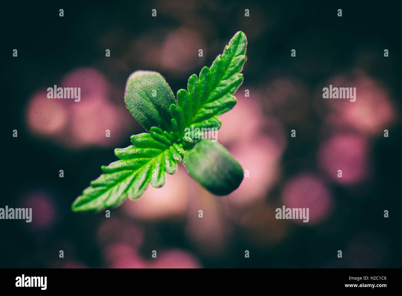 Détail Macro de la Marijuana pousser à partir de graines de semis de plantes Banque D'Images