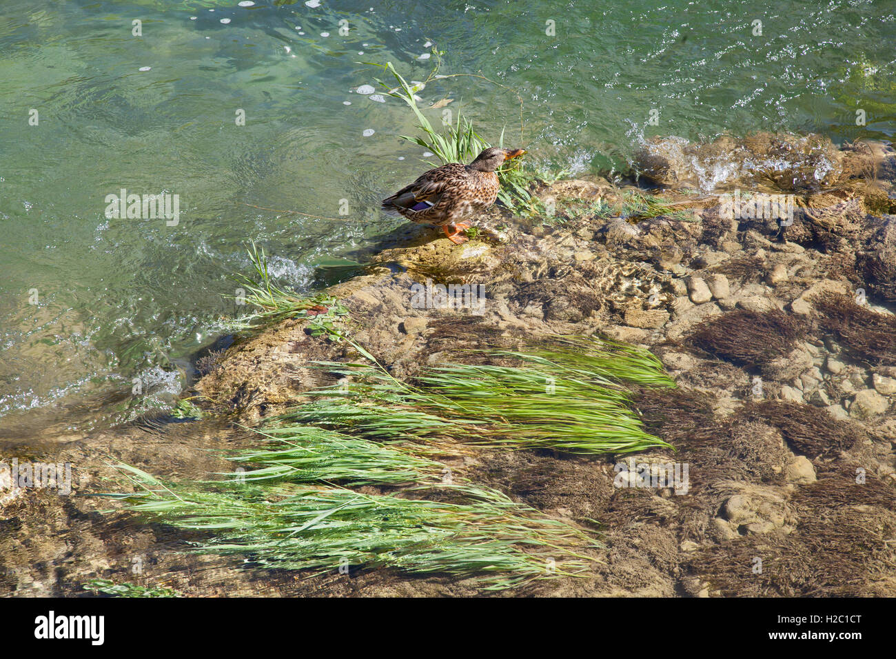 Canard colvert femelle, reposant sur des pierres dans un ruisseau qui coule Banque D'Images